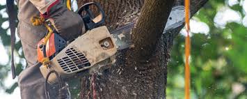 Best Arborist Consultation Services  in Sea Cliff, NY