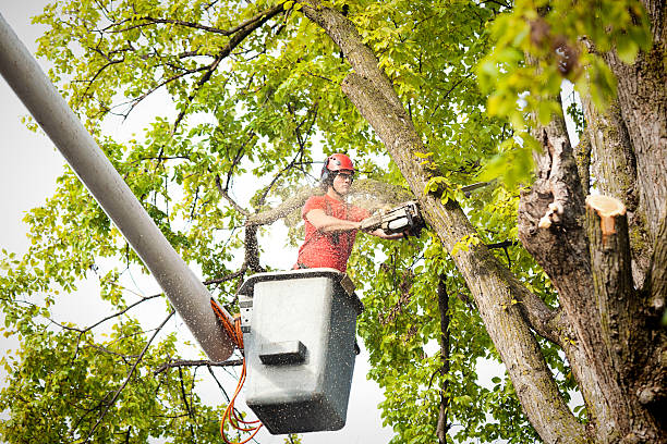 Best Root Management and Removal  in Sea Cliff, NY
