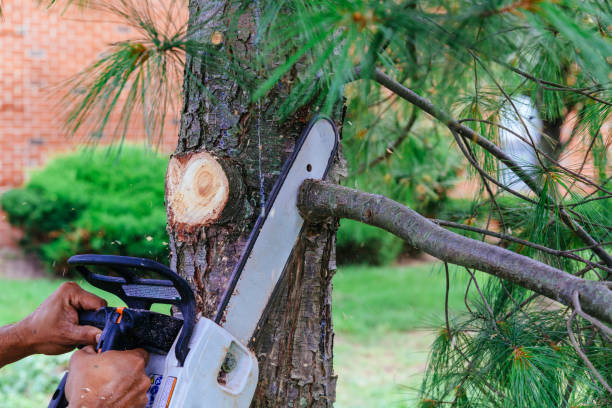 Best Stump Grinding and Removal  in Sea Cliff, NY